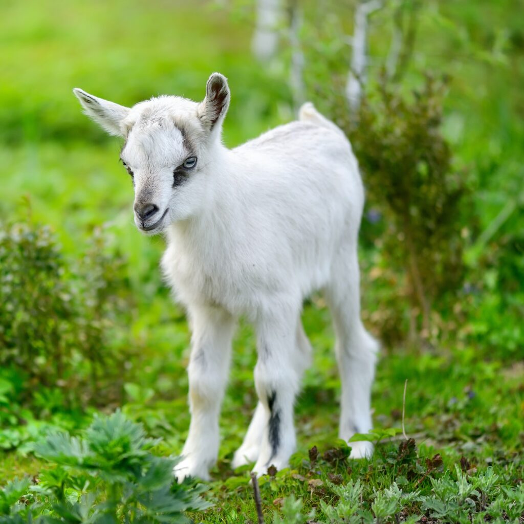 White baby goat standing on green lawn