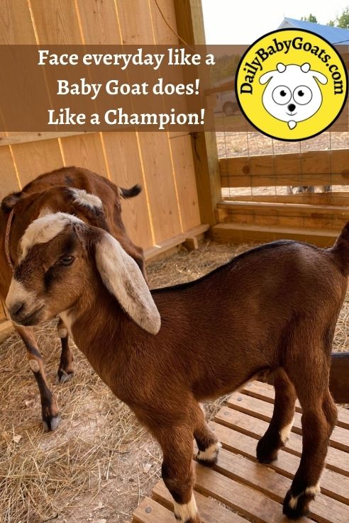 Baby Goats Are Champions picture with baby goat standing proud.