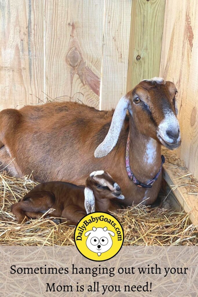 sometimes hanging with mom is all you need. baby goat and mom pic